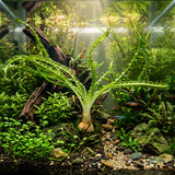 Crinum Aquatica -(Water Onion) Potted - WP519
