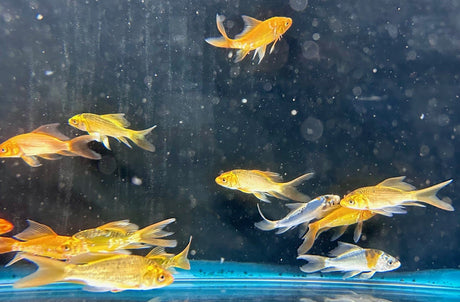 Koi - Assorted Butterfly 7-8cm | Goldfish Barbs & Minnows | Largest Tropical Fish Selection at Your Local Fish Store