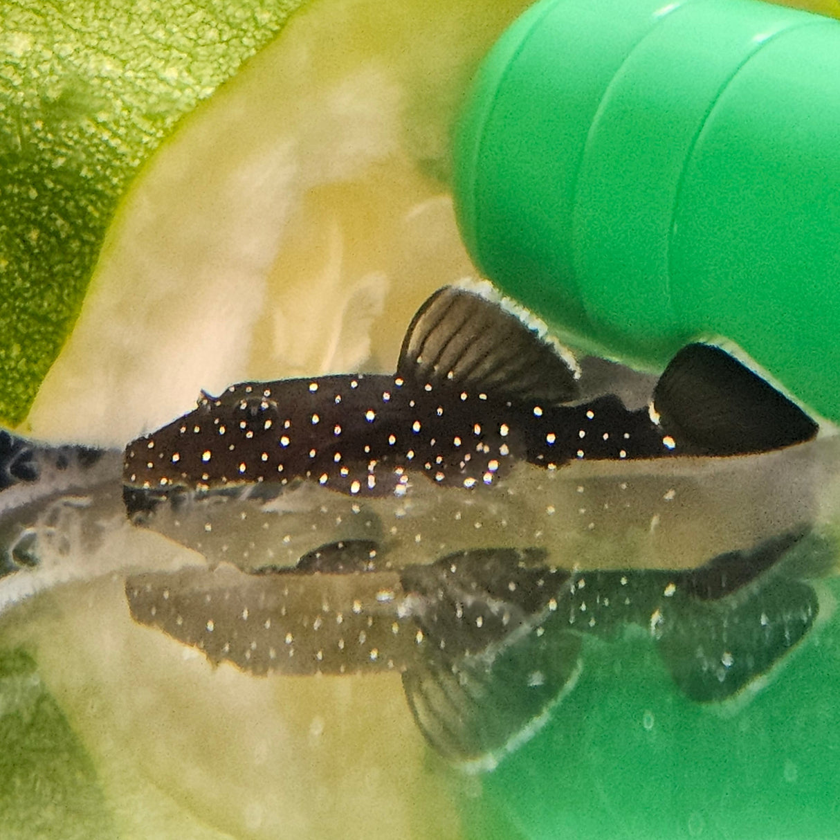 L183 Starlight Pleco (Ancistrus dolichopterus) 1.5cm