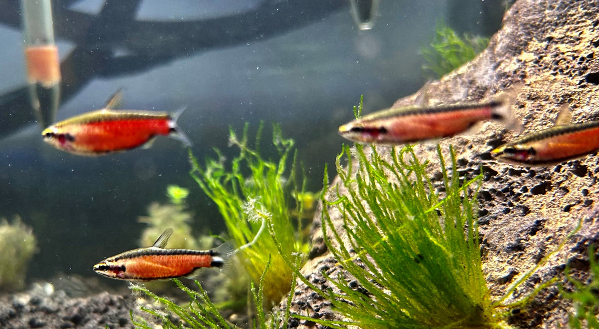 Nannostomus sp. Super Red Cenepa | Tetras Rasboras & Pencilfish | Largest Tropical Fish Selection at Your Local Fish Store