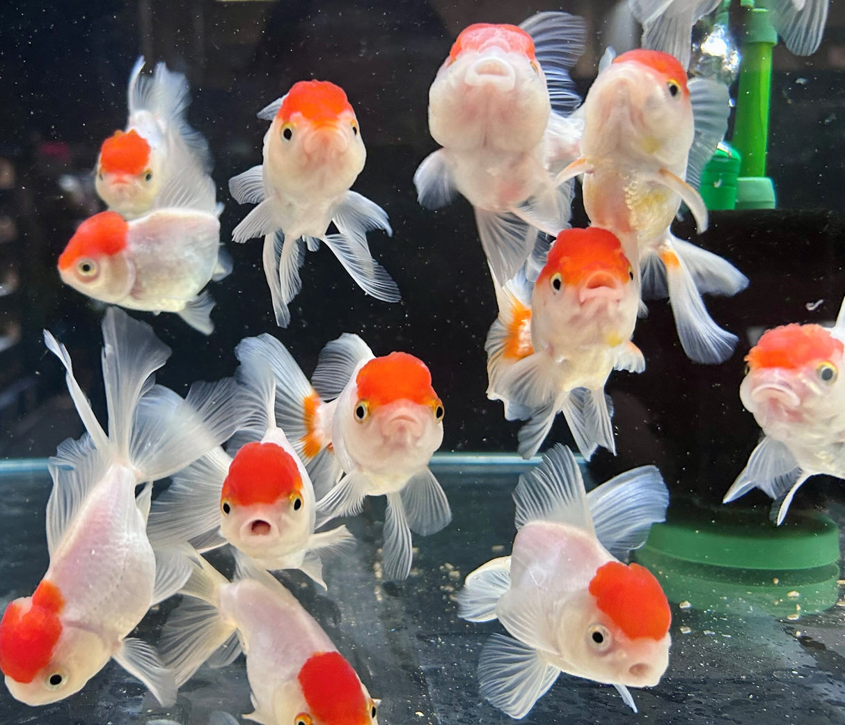 Red Cap Oranda Goldfish 7cm