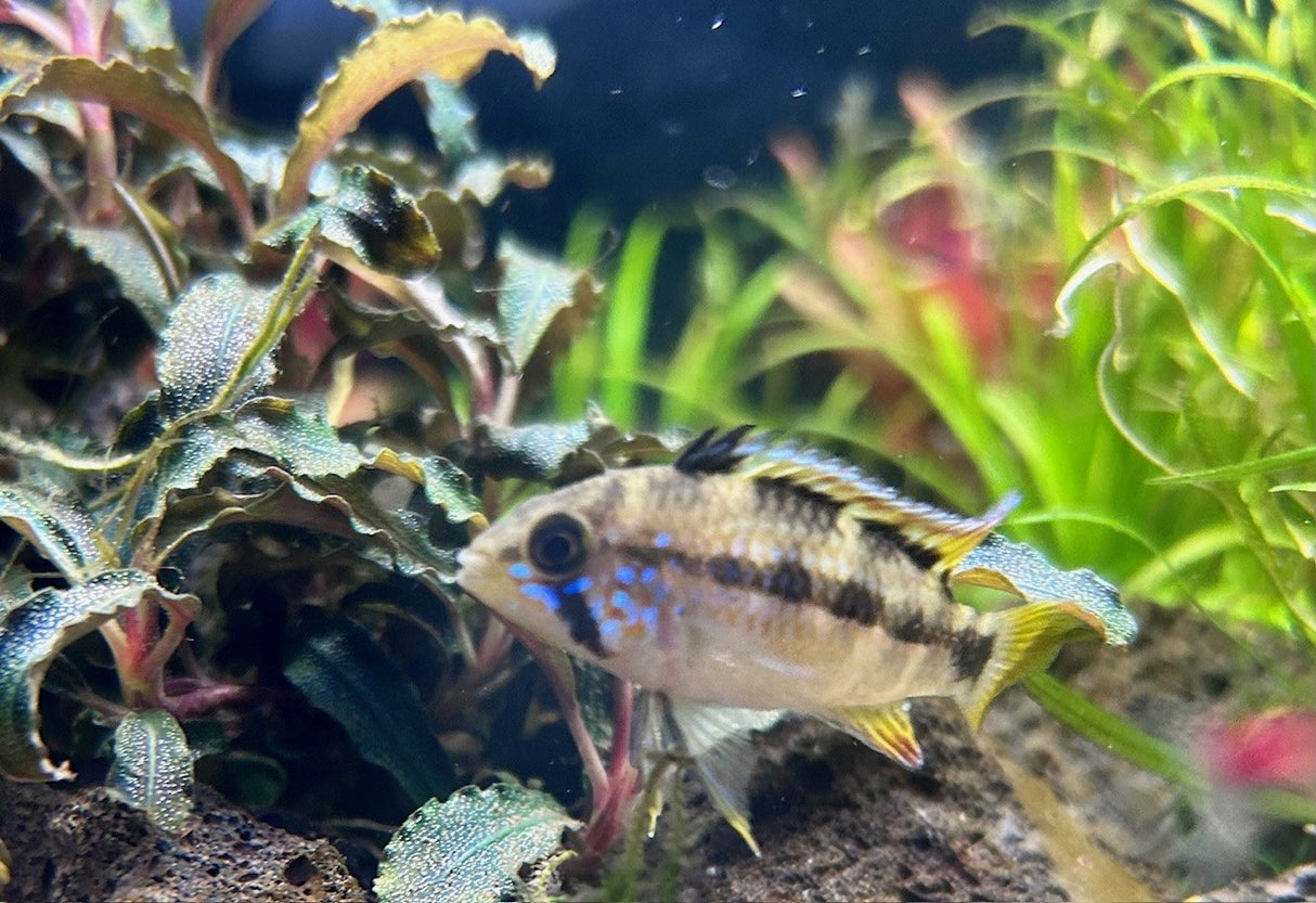 Blue Diamond Apistogramma (Apistogramma cf. Ortagei 'Pebas') Pairs