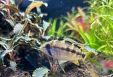 Blue Diamond Apistogramma (Apistogramma cf. Ortagei 'Pebas') Pairs