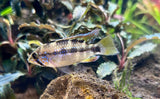 Blue Diamond Apistogramma (Apistogramma cf. Ortagei 'Pebas') Pairs
