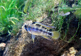 Blue Diamond Apistogramma (Apistogramma cf. Ortagei 'Pebas') Pairs