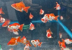 Red & White Ryukin Goldfish 5cm