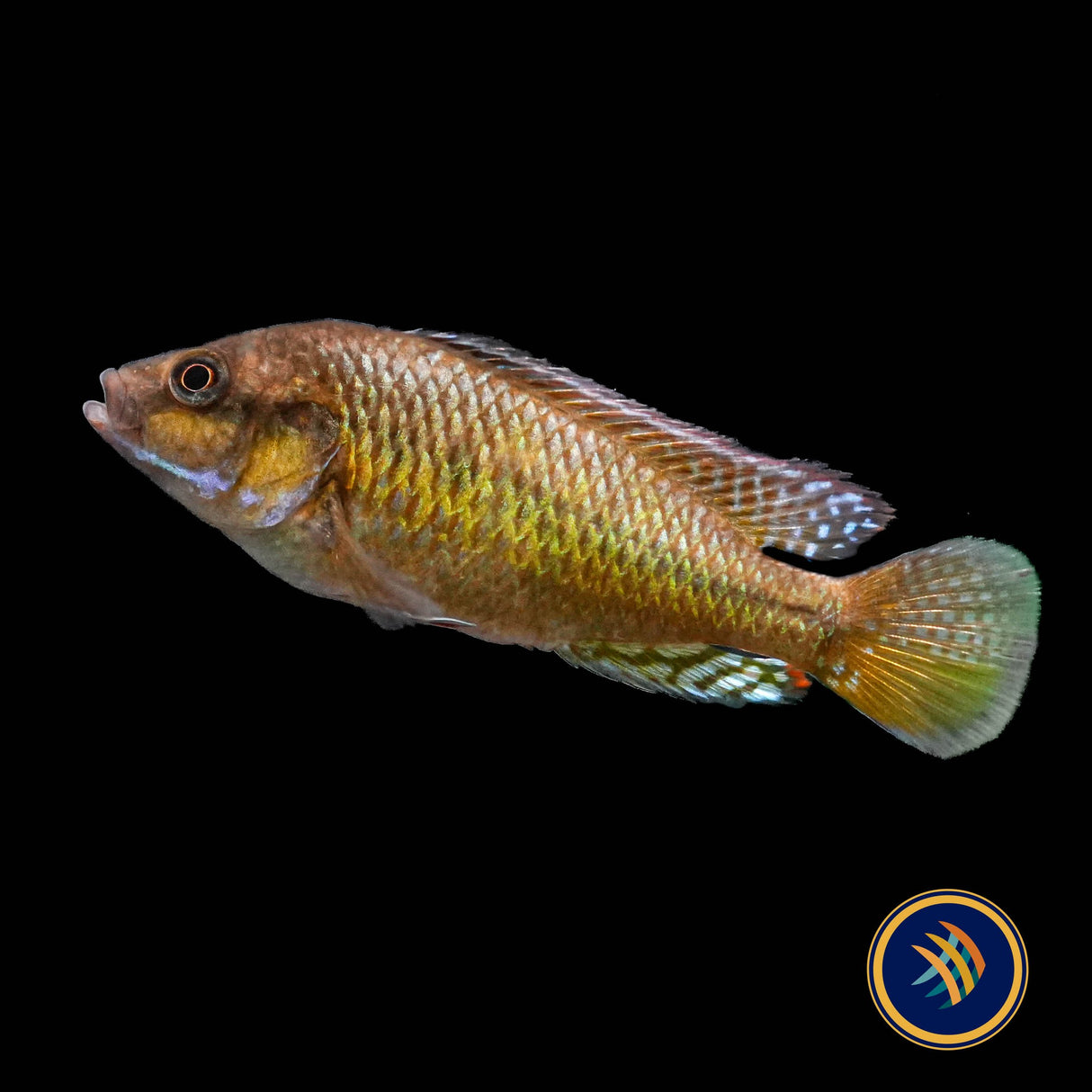 Pseudocrenilabrus sp. Ruaha 