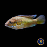 Pseudocrenilabrus sp. Ruaha 