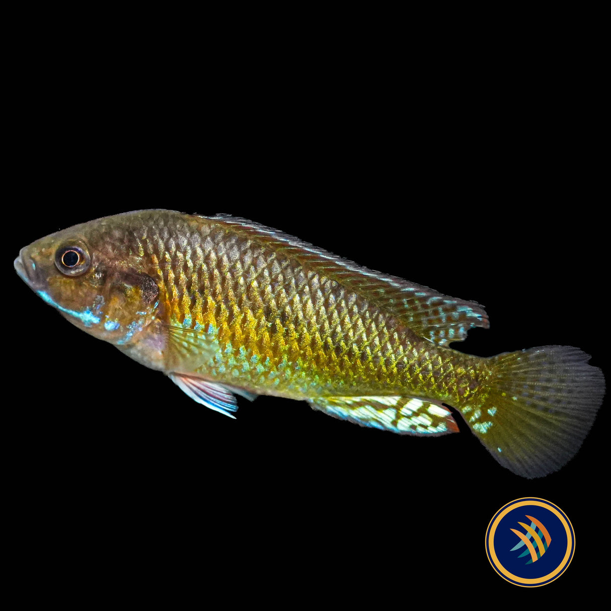Pseudocrenilabrus sp. Ruaha 