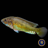 Pseudocrenilabrus sp. Ruaha 