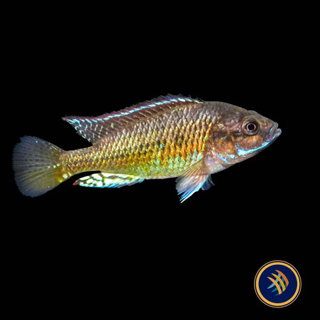 Pseudocrenilabrus sp. Ruaha 