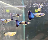 Fancy Guppy Pair Purple Moscow (local breeder) Livebearers Fancy Guppy Pair Purple Moscow (local breeder)