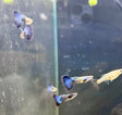 Fancy Guppy Pair Purple Moscow (local breeder) Livebearers Fancy Guppy Pair Purple Moscow (local breeder)