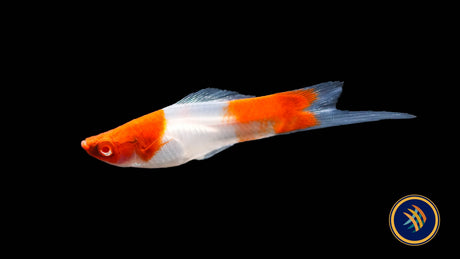 Red Koi Swordtail (Xiphophorus helleri)