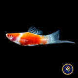 Red Koi Swordtail (Xiphophorus helleri)