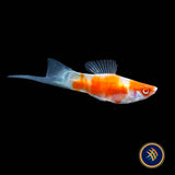 Red Koi Swordtail (Xiphophorus helleri)