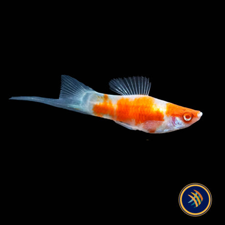 Red Koi Swordtail (Xiphophorus helleri)