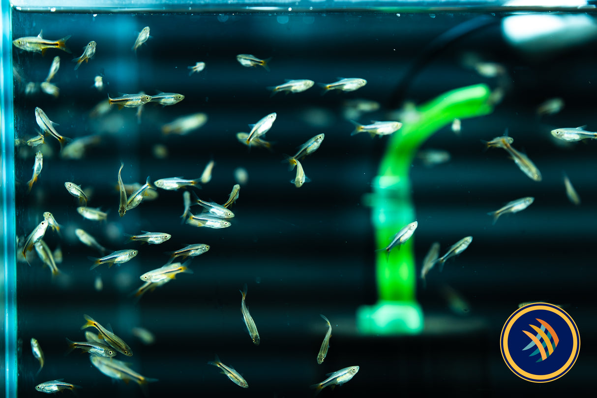Red Cherry Rasbora (Rasbora lacrimula) 2-2.5cm