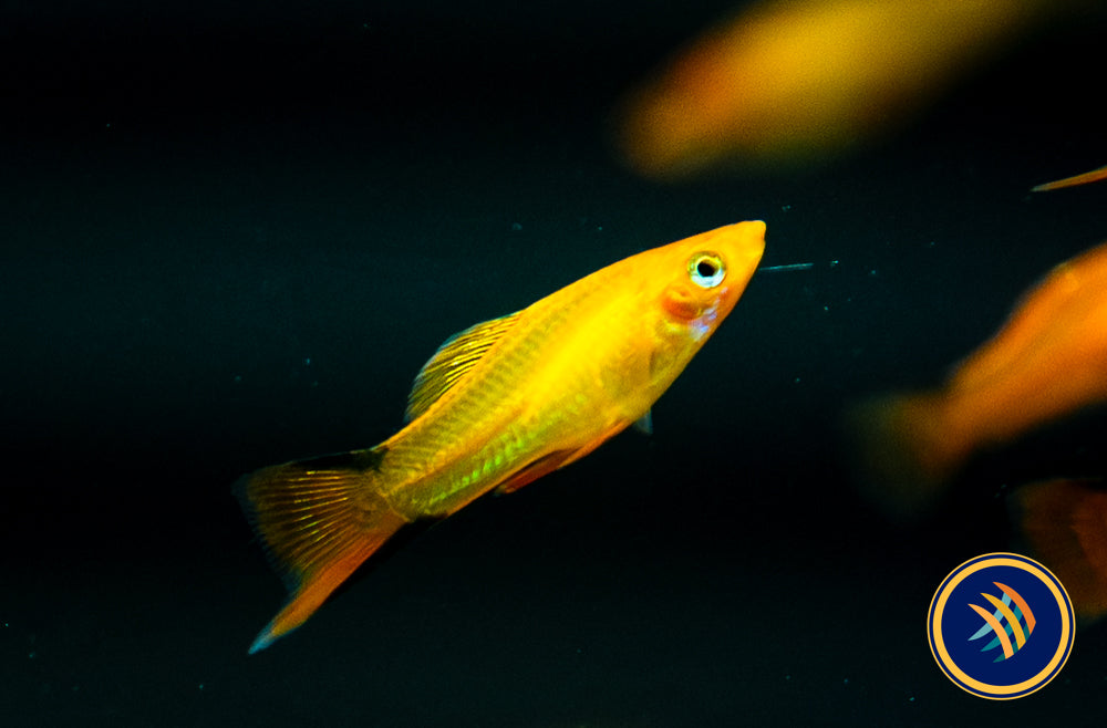 Red Comet Swordtail (Xiphophorus helleri) 5cm