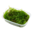 Taxiphyllum sp. 'Spiky Moss' 003G POR | Tissue Cultures | Largest Tropical Fish Selection at Your Local Fish Store