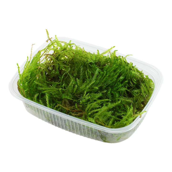 Taxiphyllum sp. 'Spiky Moss' 003G POR | Tissue Cultures | Largest Tropical Fish Selection at Your Local Fish Store