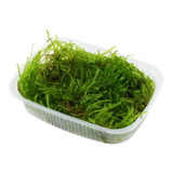 Taxiphyllum sp. 'Spiky Moss' 003G POR | Tissue Cultures | Largest Tropical Fish Selection at Your Local Fish Store