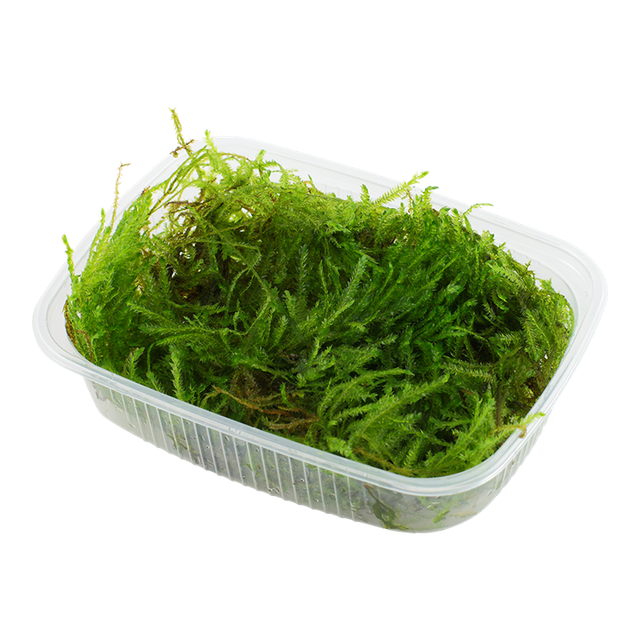 Taxiphyllum sp. 'Spiky Moss' 003G POR | Tissue Cultures | Largest Tropical Fish Selection at Your Local Fish Store