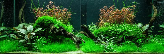 Taxiphyllum sp. 'Spiky Moss' 003G POR | Tissue Cultures | Largest Tropical Fish Selection at Your Local Fish Store