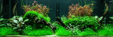 Taxiphyllum sp. 'Spiky Moss' 003G POR | Tissue Cultures | Largest Tropical Fish Selection at Your Local Fish Store
