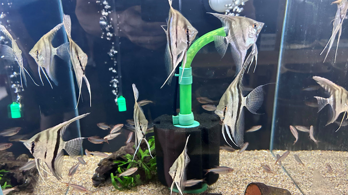 Santa Isabel F1 Angelfish  (5-6cm Body) | Cichlids Badis & Gouramis | Largest Tropical Fish Selection at Your Local Fish Store