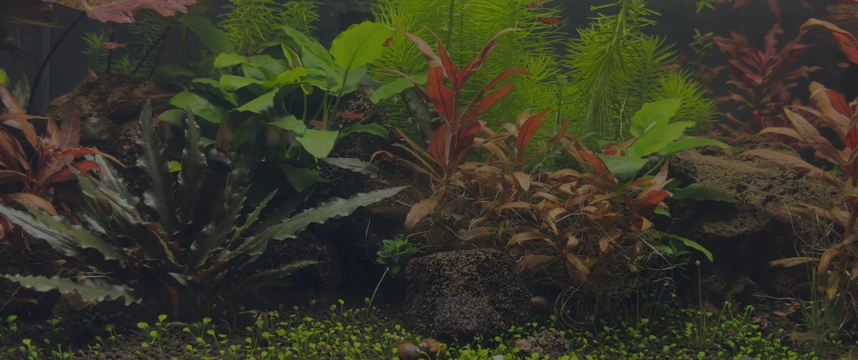 Your Local Fish Store