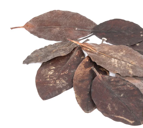 NewCal Mangrove Leaves, 10-Pack | Botanicals | Largest Tropical Fish Selection at Your Local Fish Store