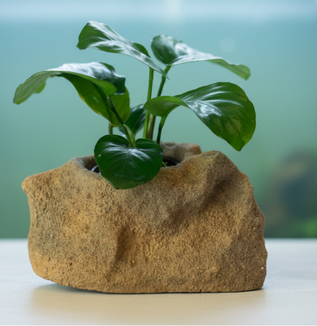 Aquarium Co-Op Easy Planter