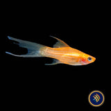 Simpson Lyretail Platy