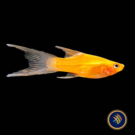 Simpson Lyretail Platy (Xiphophorus maculatus)