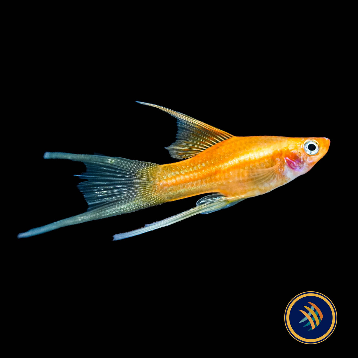 Simpson Lyretail Platy (Xiphophorus maculatus)