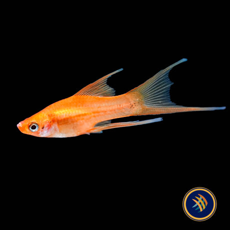 Simpson Lyretail Platy (Xiphophorus maculatus)