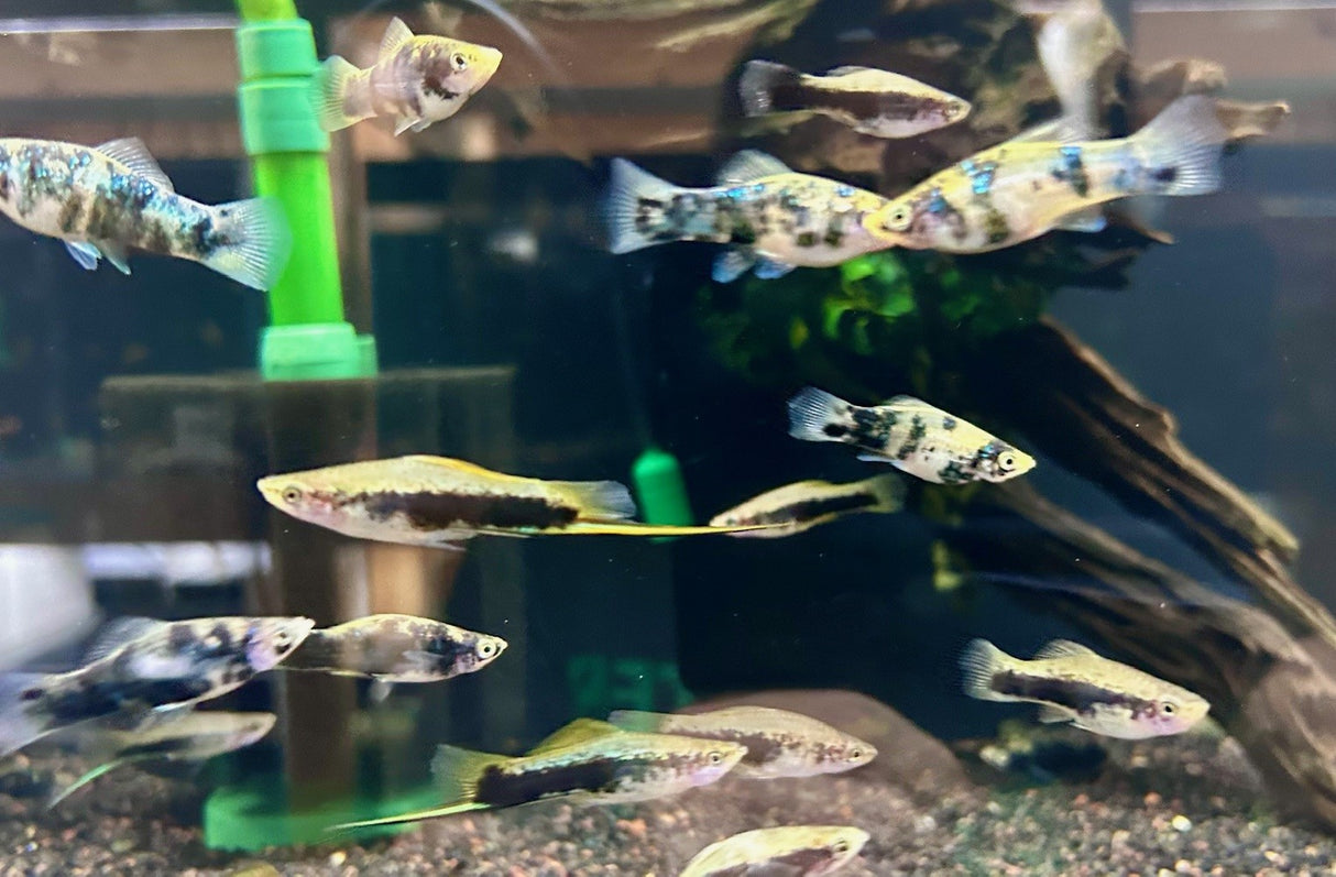 Black Tiger Swordtail (Xiphophorus hellerii var. "Black") Large (Aquarium Glaser)