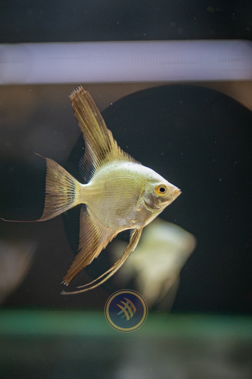 Bulgarian Seal Point Angelfish 4-5cm