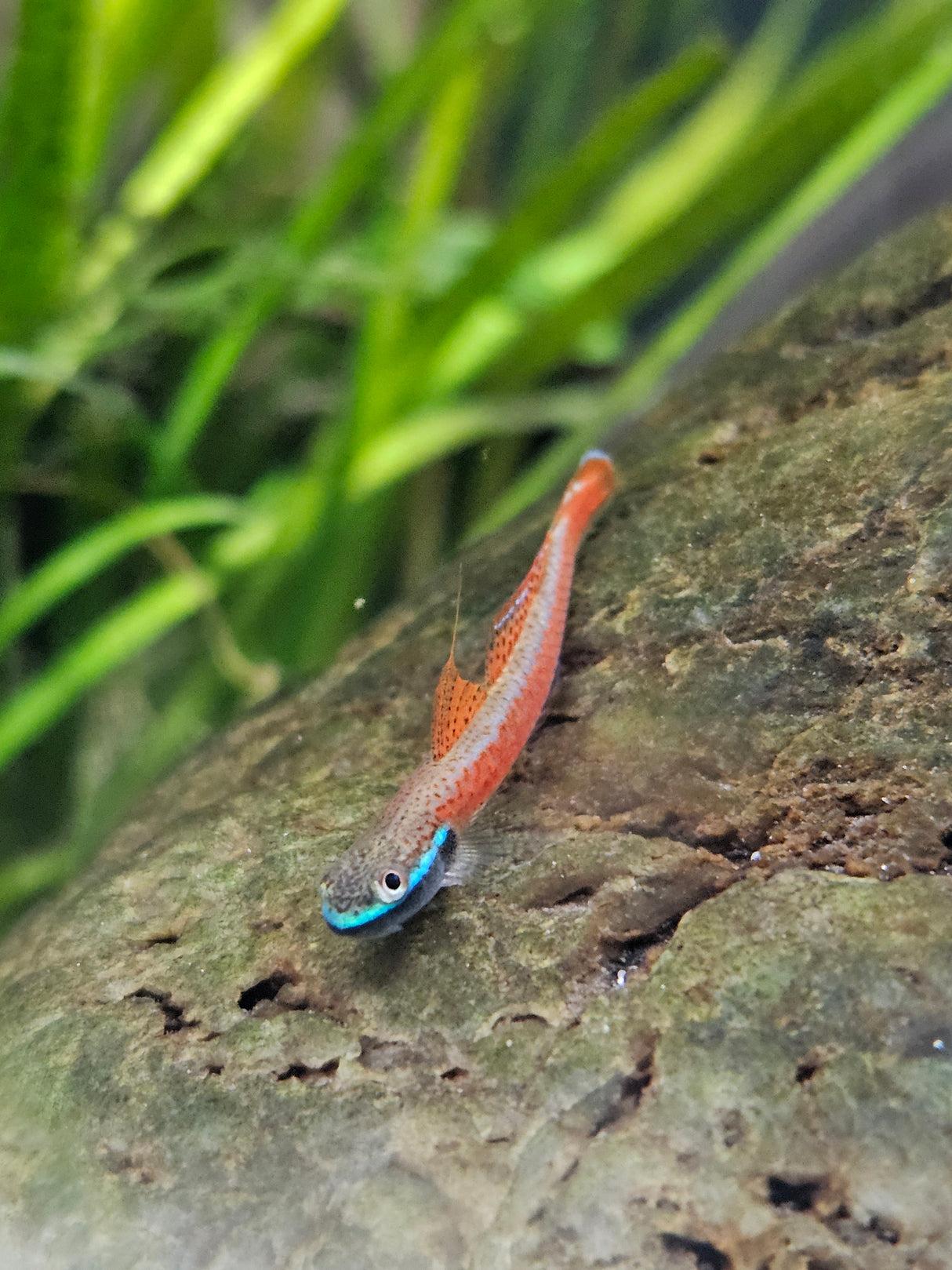 Annie’s Dwarf Goby (Stiphodon annieae)