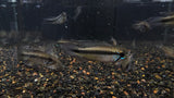 Apistogramma Elizabethae