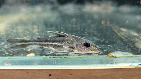 Black Top Mouse Catfish (Hassar orestis)