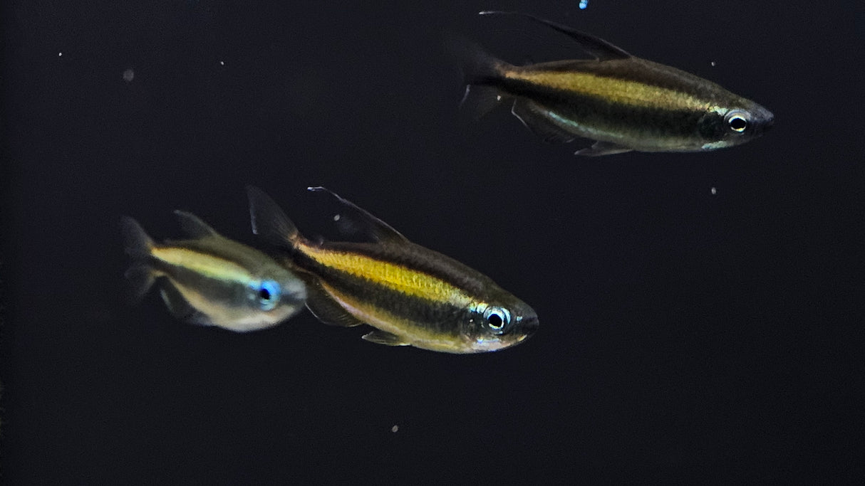 Blue Eye Congo Tetra (Wild) (Phenacogrammus aurantiacus) 3cm