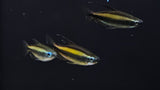 Blue Eye Congo Tetra (Wild) (Phenacogrammus aurantiacus) 3cm