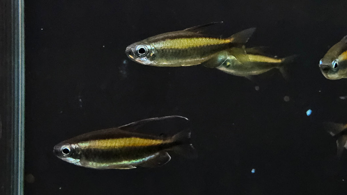 Blue Eye Congo Tetra (Wild) (Phenacogrammus aurantiacus) 3cm