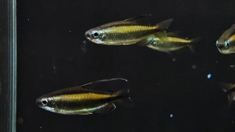 Blue Eye Congo Tetra (Wild) (Phenacogrammus aurantiacus) 3cm