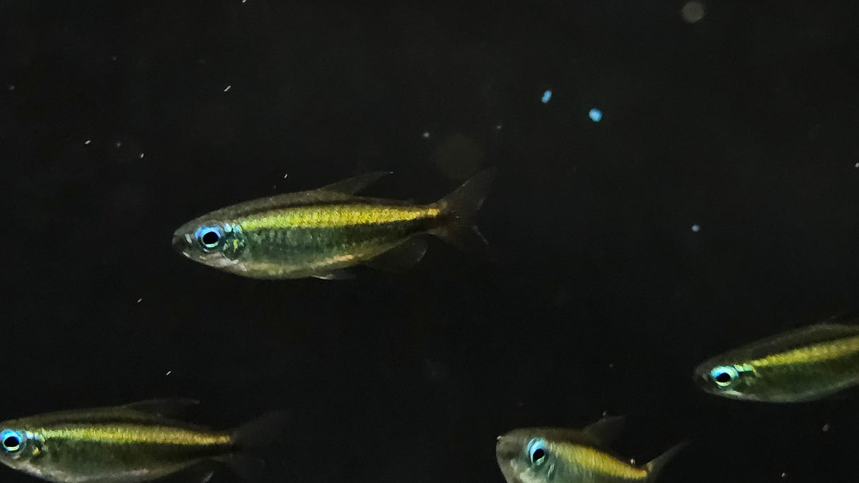Blue Eye Congo Tetra (Wild) (Phenacogrammus aurantiacus) 3cm