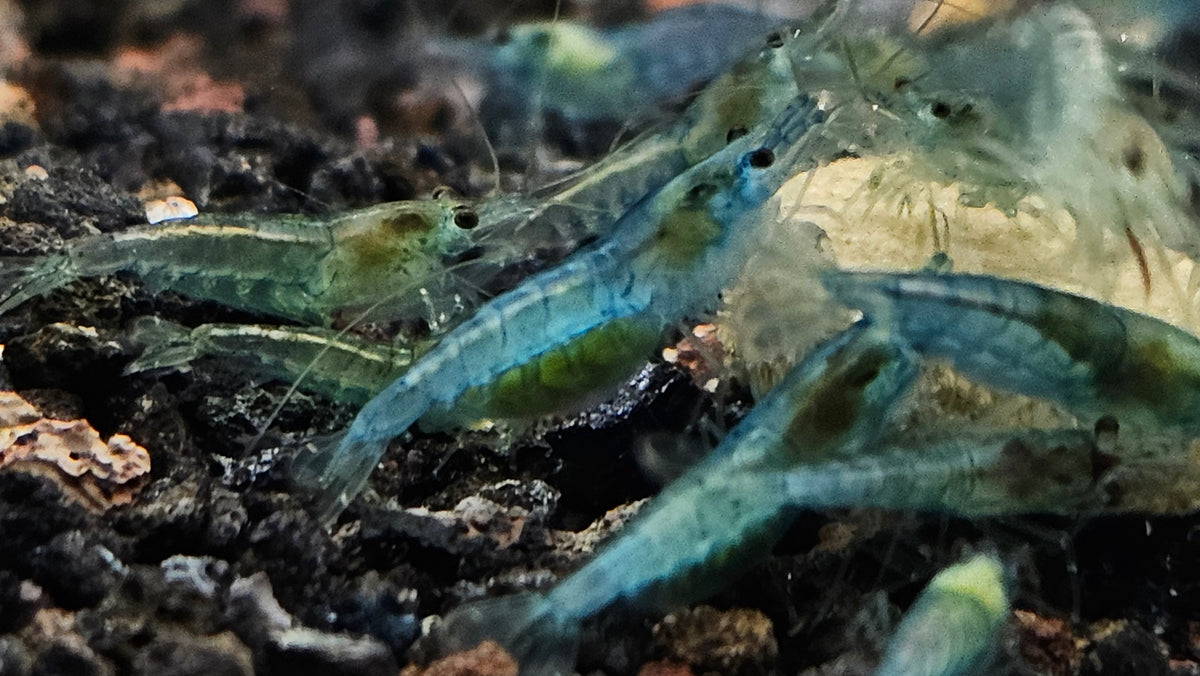 Live Freshwater Aquarium Shrimp Combo: 5+1 Amano & 5+1 Blue Jelly Neocaridina