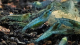 Blue Jelly Shrimp (Neocaridina davidi)