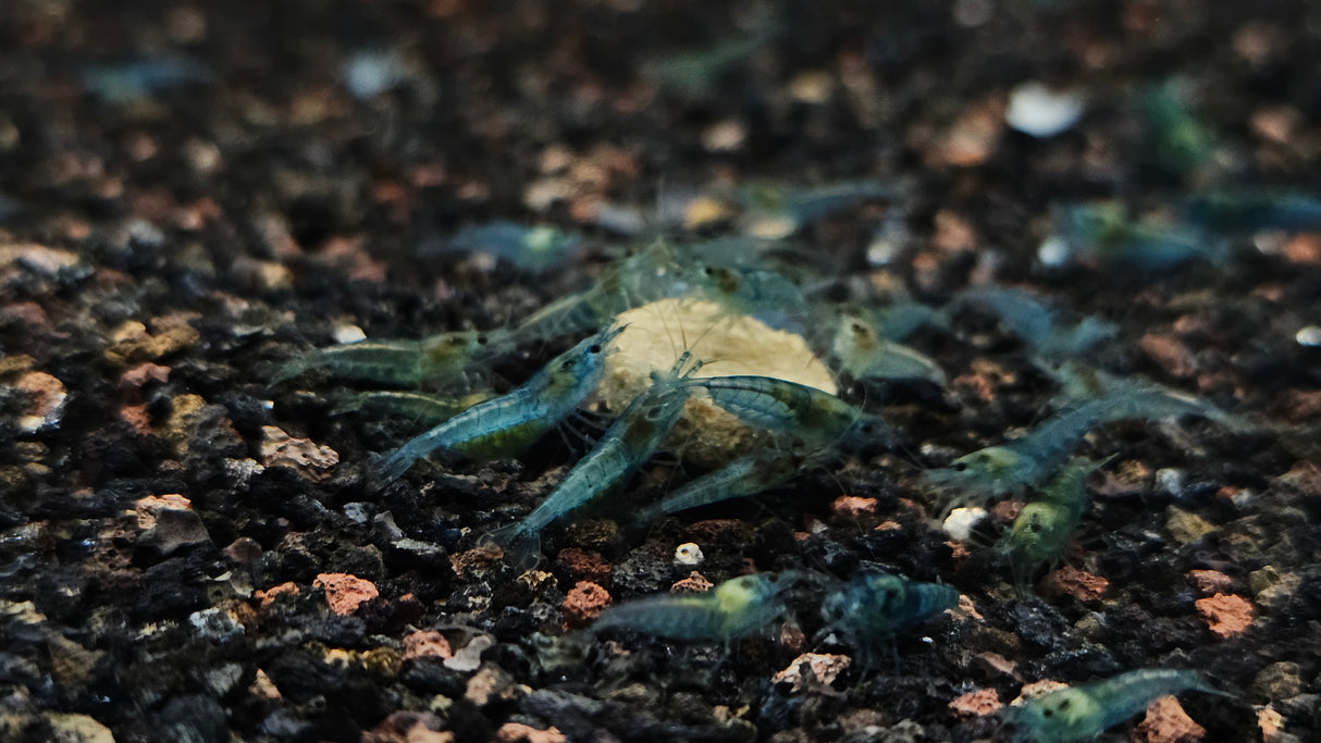 Blue Jelly Shrimp (Neocaridina davidi)